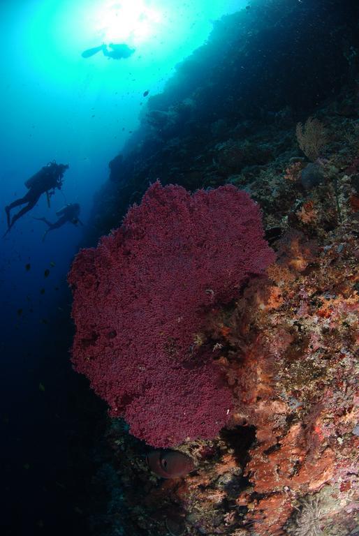 Bunaken Divers Sea Breeze Resort Buitenkant foto